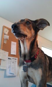 Loss of a pet AfterTalk Grief suppport